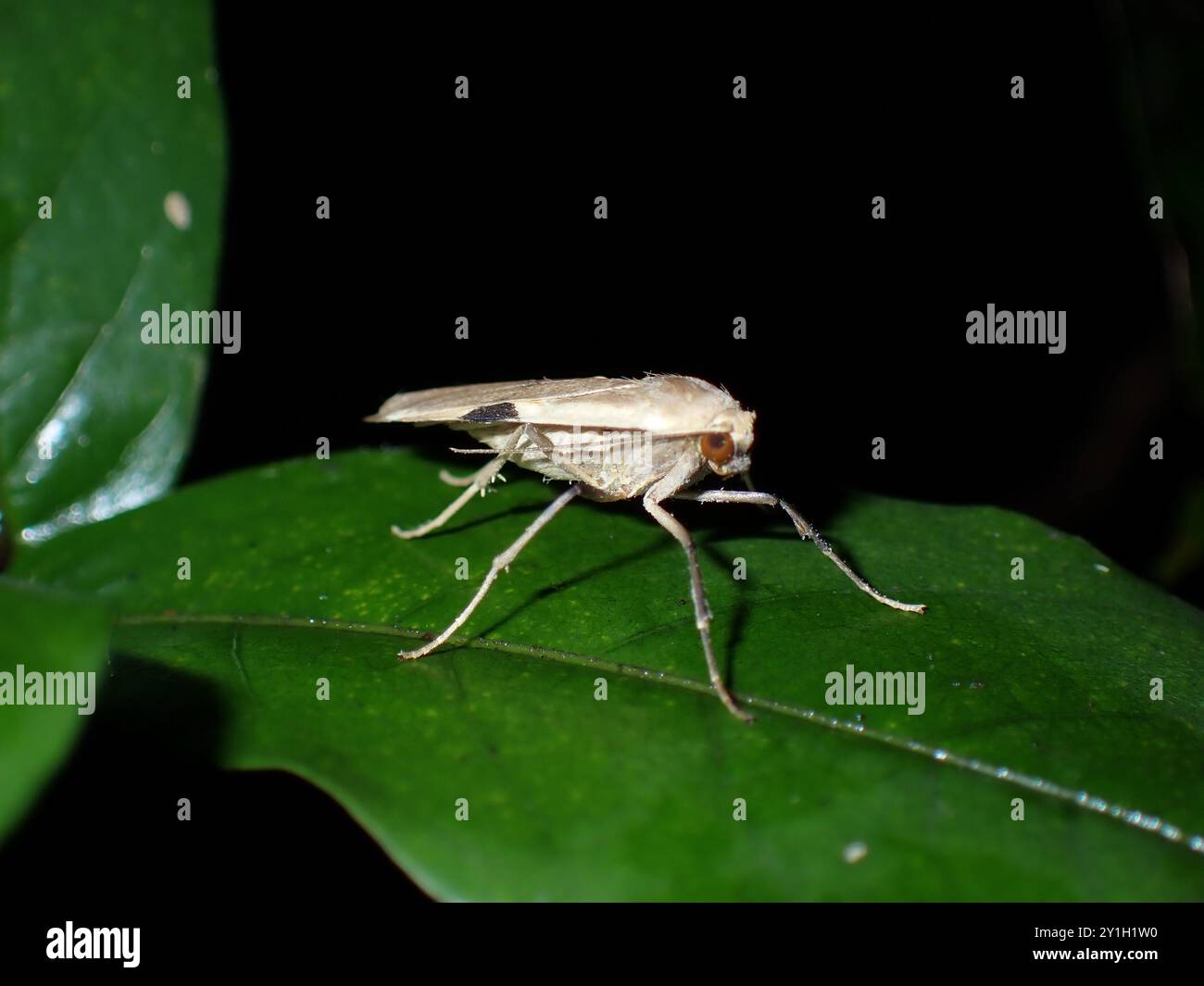 Nahaufnahme einer Motte auf einem Blatt in der Nacht Stockfoto