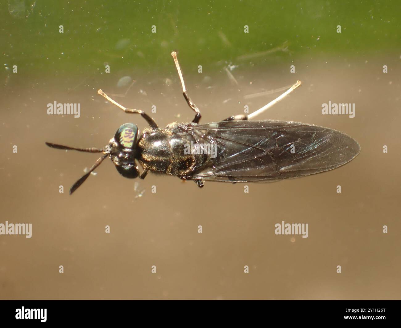 Nahaufnahme einer schwarzen Soldatenfliege auf einer Glasoberfläche Stockfoto