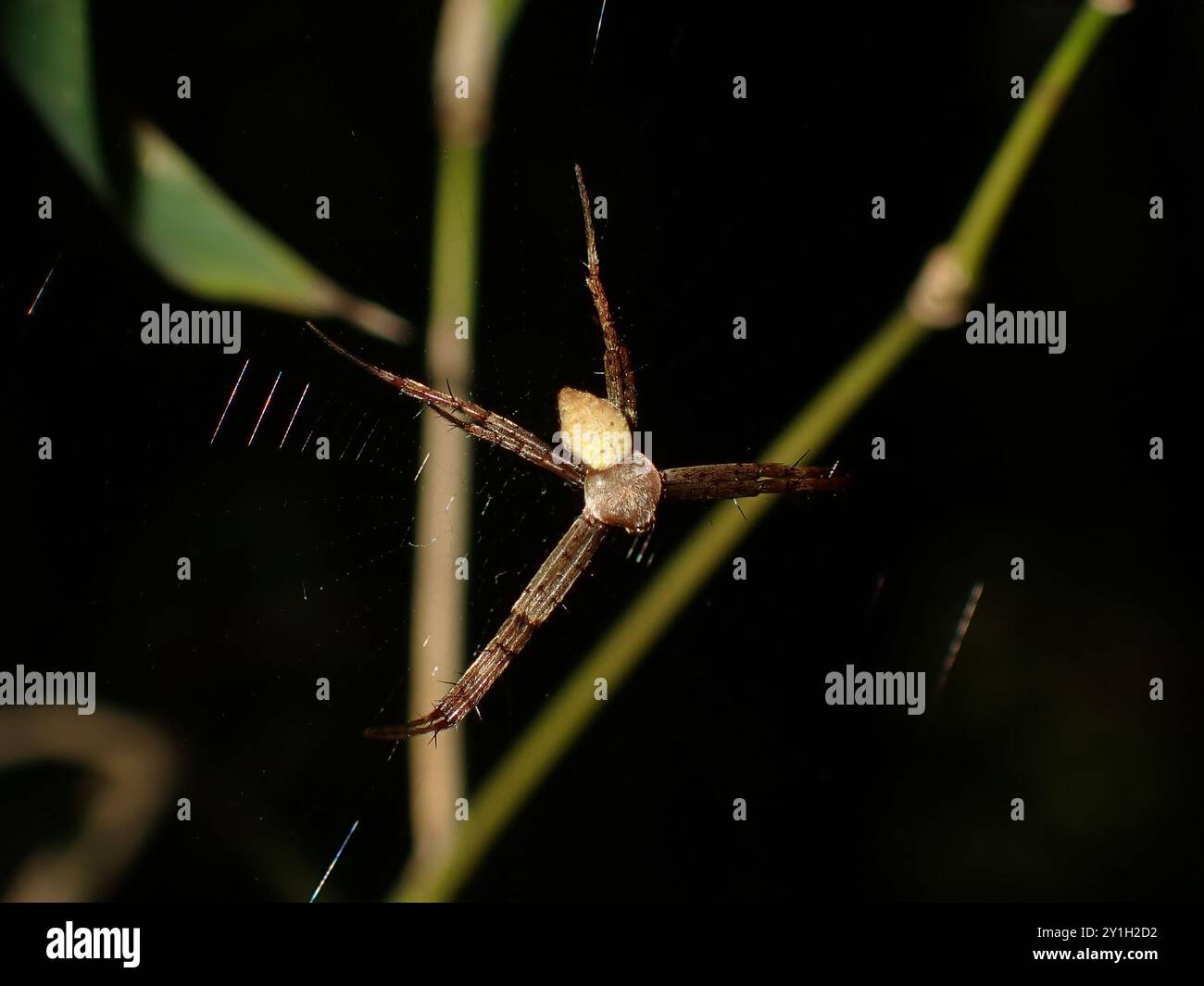Spinnen hängen im Netz in der Natur Stockfoto