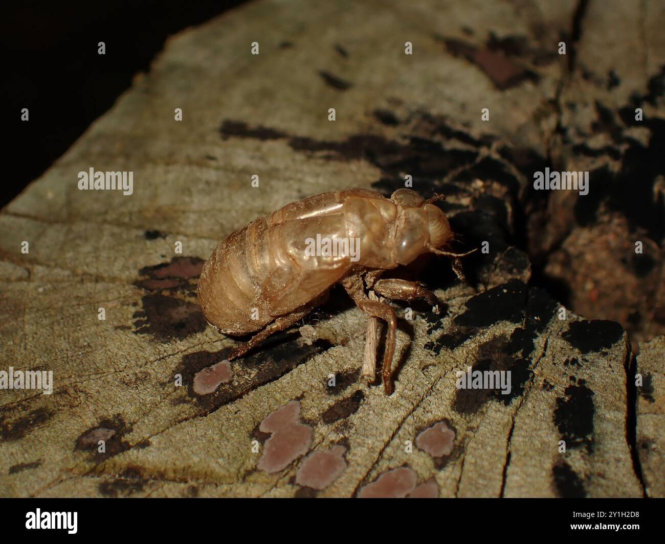 Cicada-Exoskelett auf Baumrinde Stockfoto