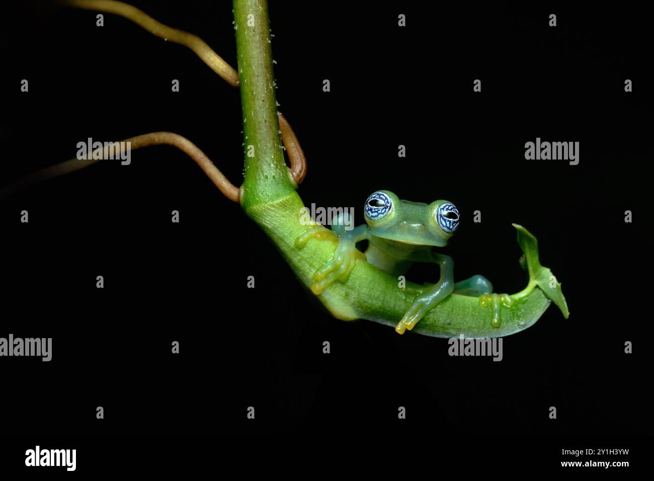 Der gebräuchliche Name Limon Riesenglasfrosch wurde für diese Art geprägt, offenbar in Bezug auf ihre Typenlokalität im Kanton Limon, Costa Rica Stockfoto