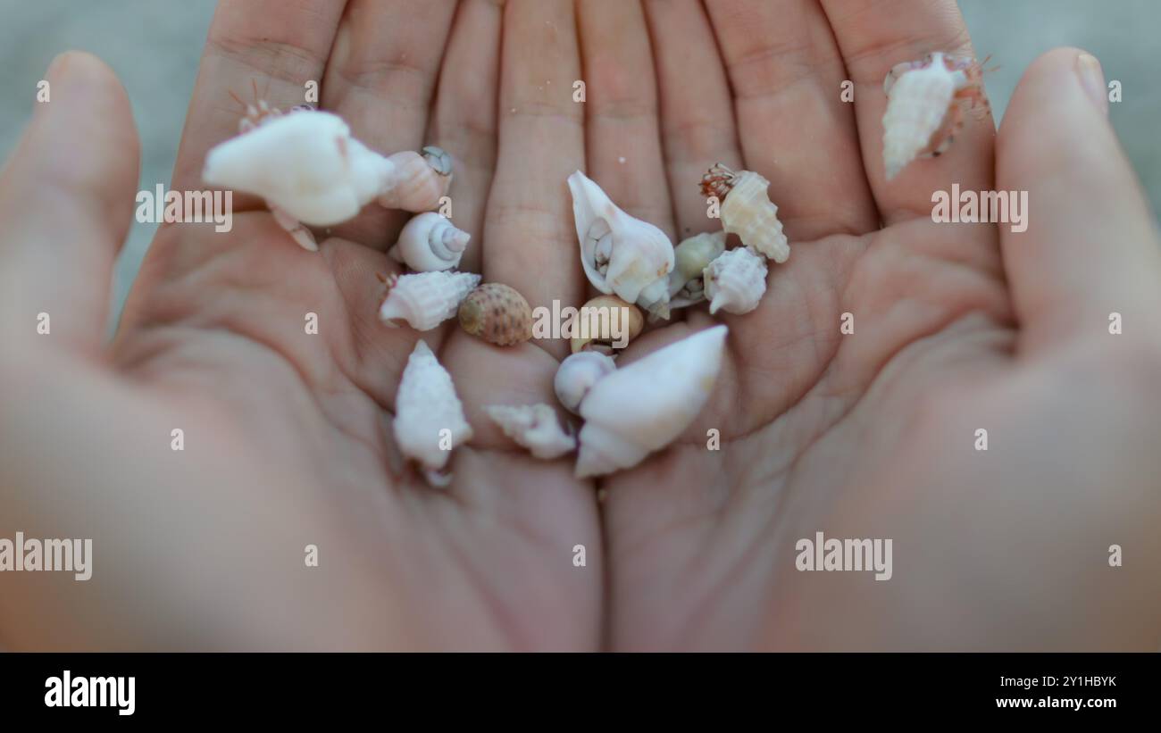 Man sieht eine Person, die eine Sammlung von Muscheln in der Hand hält und verschiedene Formen, Größen und Farben zeigt. Stockfoto
