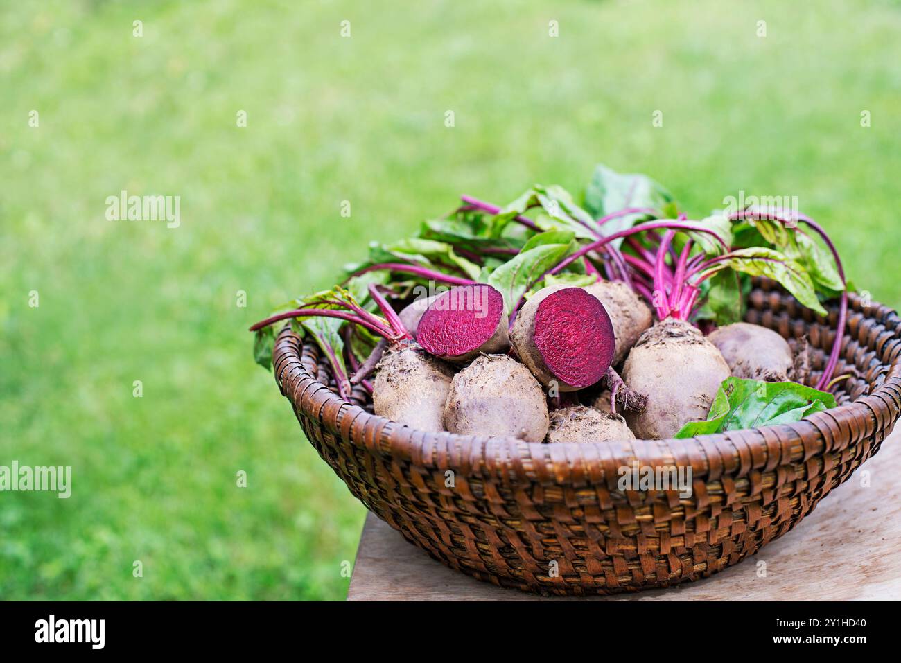 Frisch geerntete Rote Beete im Korb, Haufen hausgemachter Bio-Rüben mit Blättern auf Gartenhintergrund Stockfoto