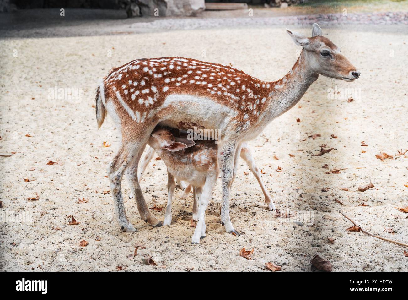 Baby-Rehkitz wird mit Muttermilch gefüttert. Ein Bild aus dem Zoo Stockfoto