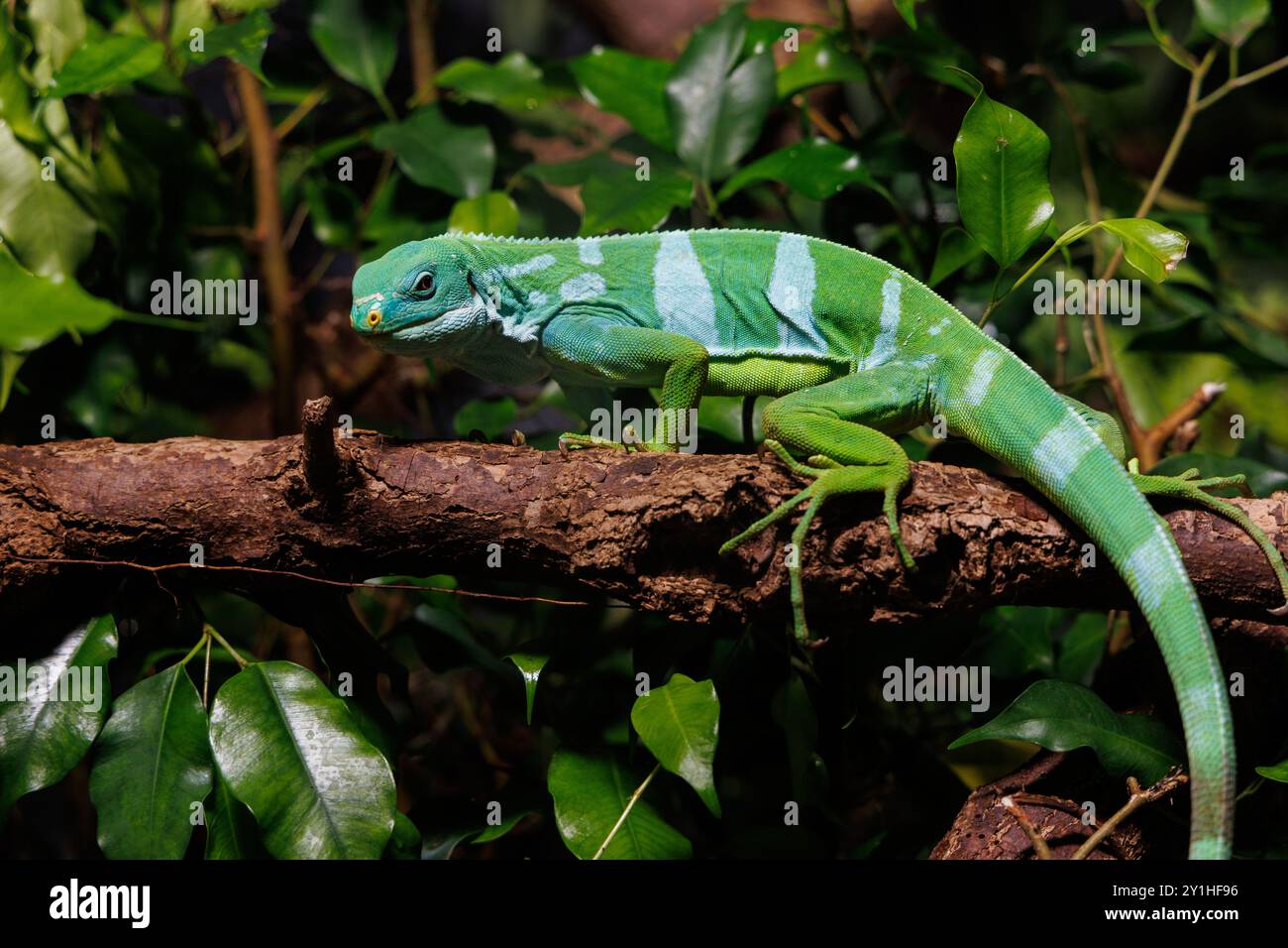 Brachylophus fasciatus liegt auf einem Holzzweig und verschmilzt sich nahtlos mit den umliegenden tropischen Blättern in einem lebhaften Regenwald Stockfoto
