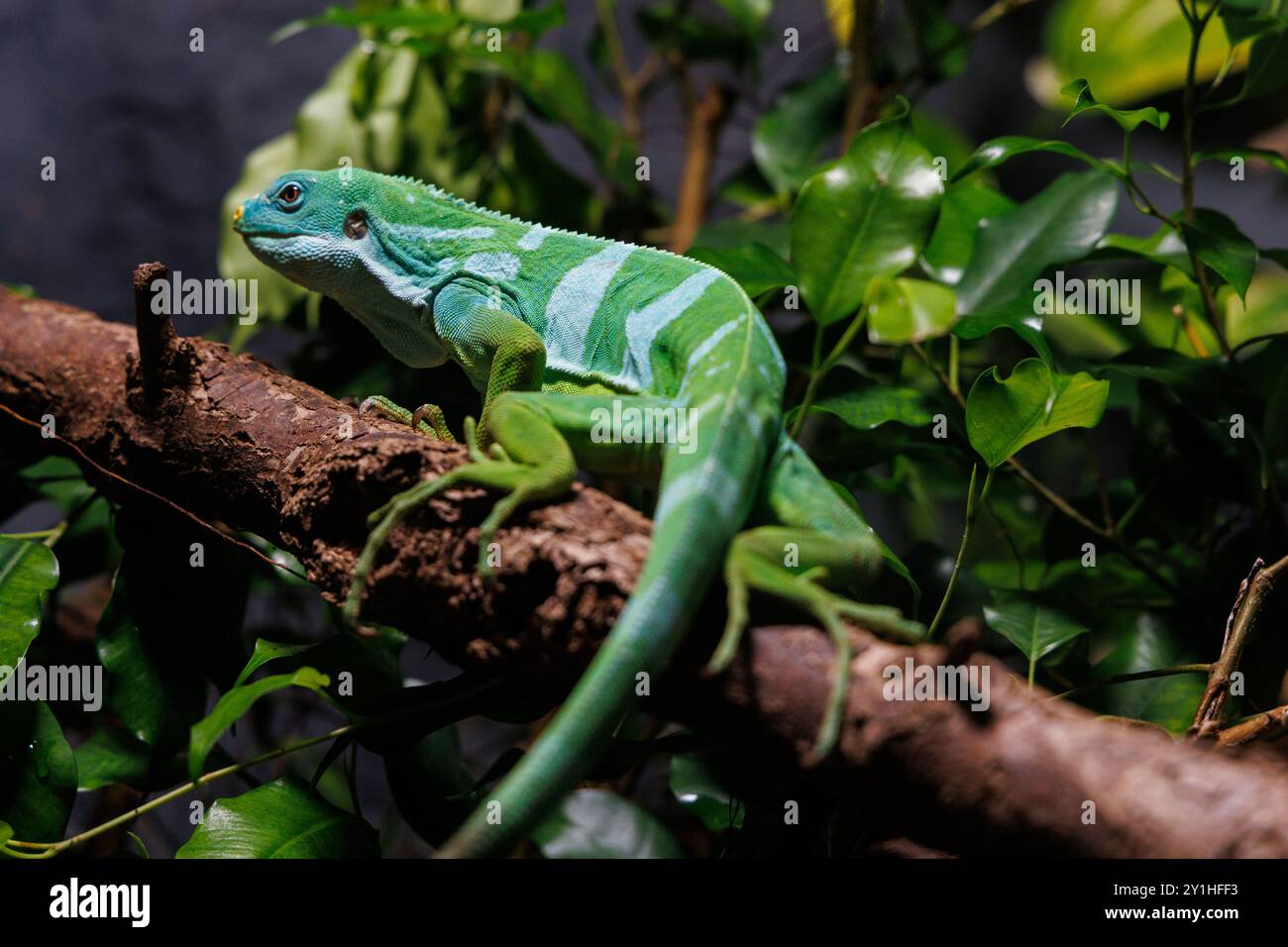 Brachylophus fasciatus liegt auf einem starken Zweig zwischen satten grünen Blättern und zeigt seine auffälligen Farben und sein ruhiges Auftreten Stockfoto