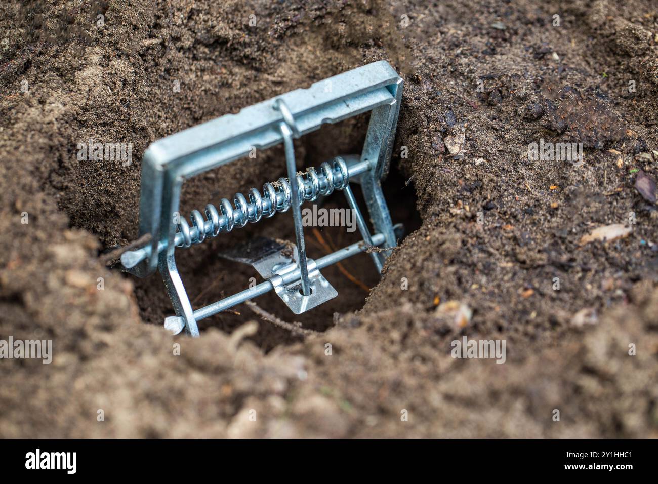 Installation einer Maulwurfffalle auf einem Gartengrundstück in einem Maulwurfloch Stockfoto