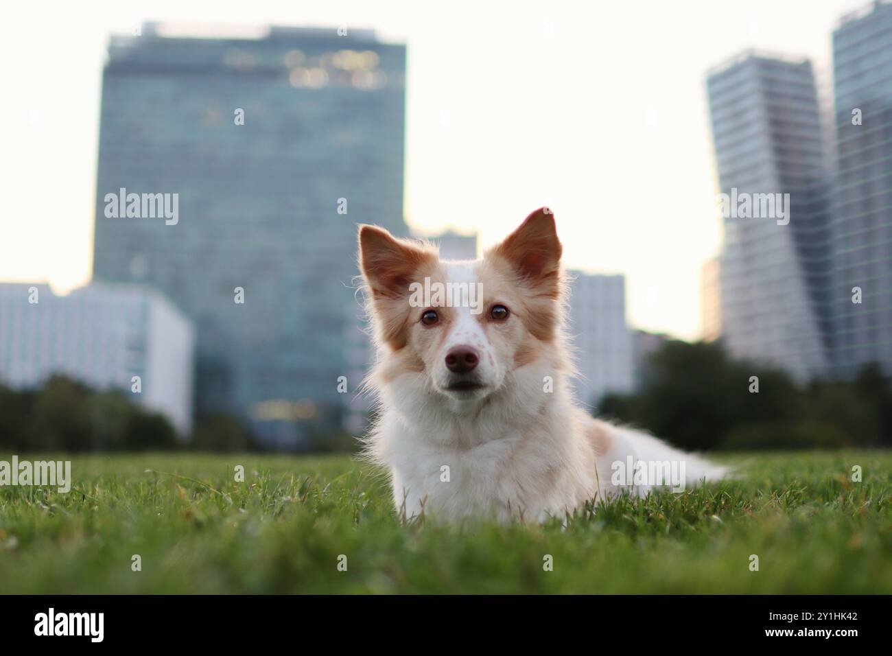 Bei Sonnenaufgang liegt der helle Hund auf der Wiese. Im Hintergrund befinden sich moderne Wolkenkratzer. Stockfoto