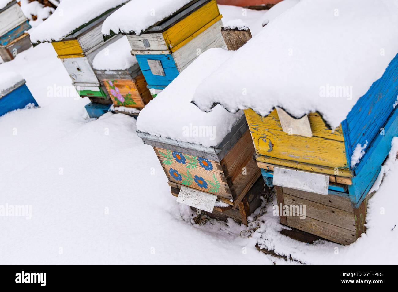 Eine Reihe farbenfroher Bienenstöcke ist im Winter mit frischem Schnee bedeckt und zeigt die komplizierten Strukturen, die für die Imkerei verwendet werden, und hebt ihre V hervor Stockfoto