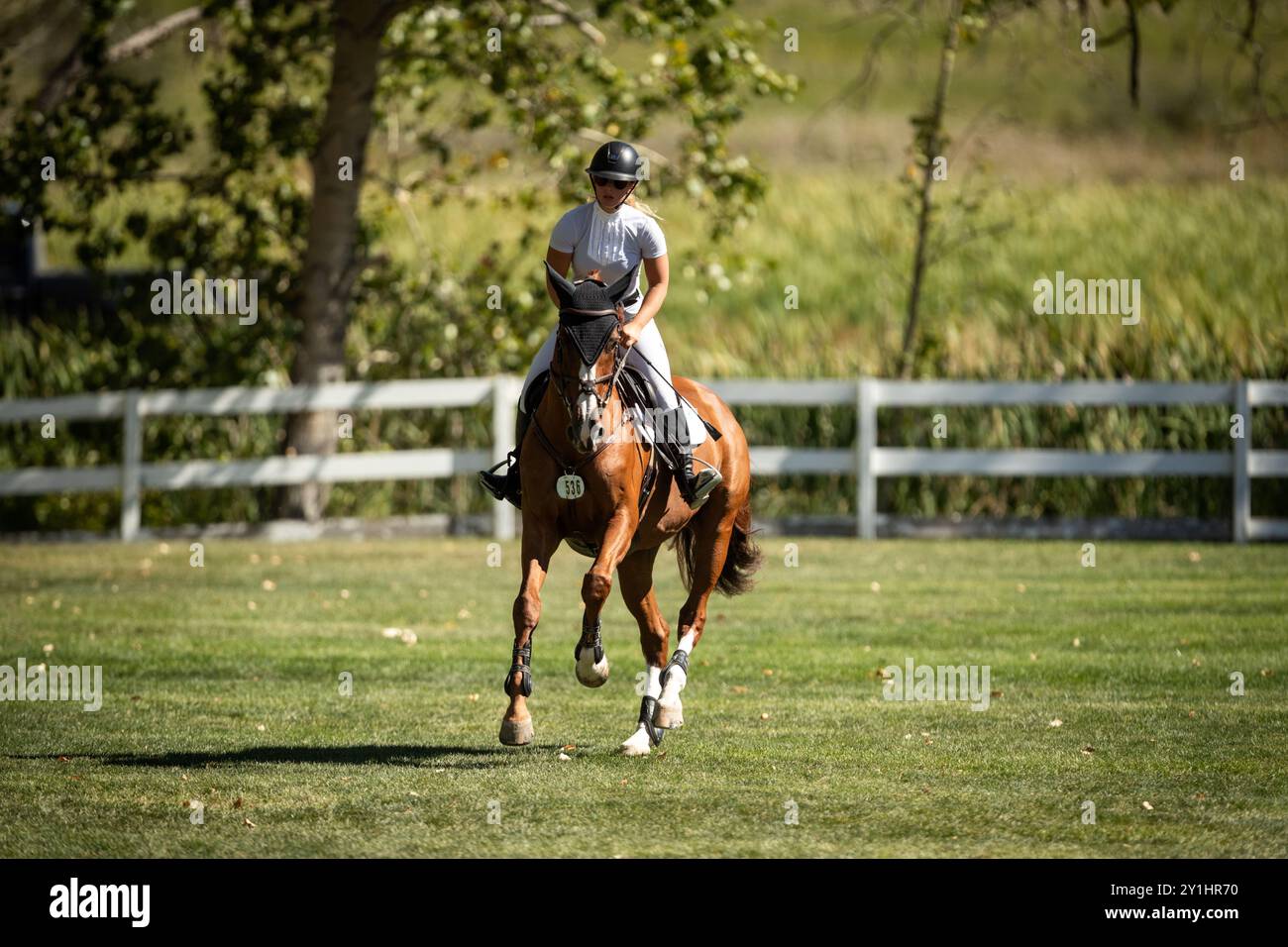 Calgary, Kanada - 6. September 2024. Jaydan Stettner aus Kanada tritt während der Rolex Masters in der 1,45 m langen CSI2*-Klasse in Spruce Meadows an. Mark Spowar Stockfoto