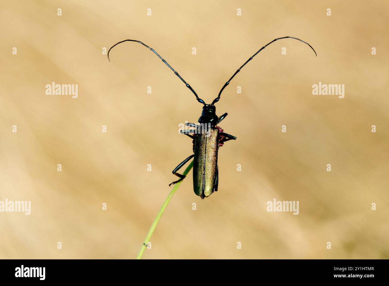 Der Moschuskäfer Aromia moschata Langhornkäfer Stockfoto