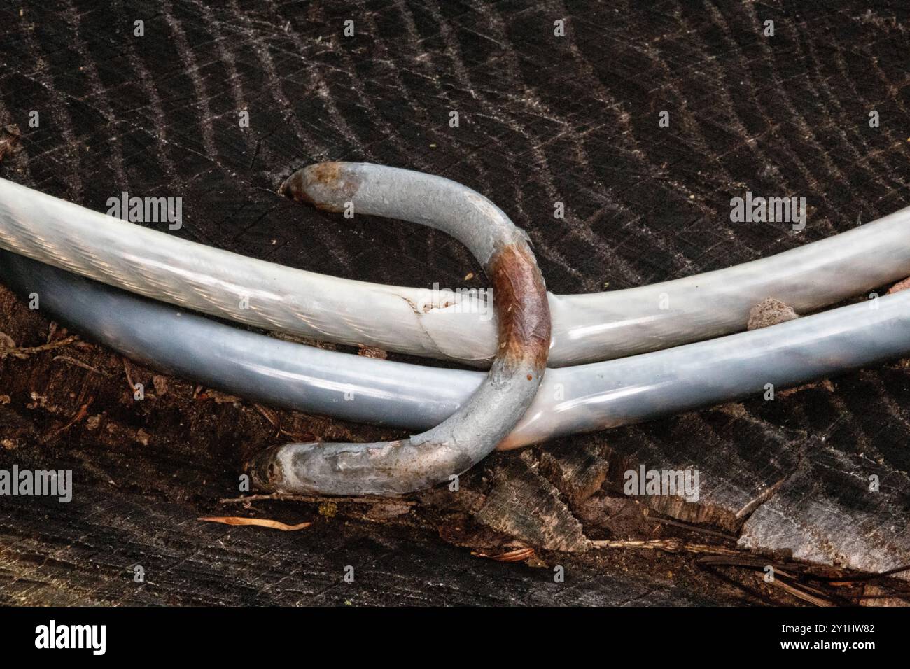 Nahaufnahme einer extragroßen gebogenen Metallklammer, die ein geflochtenes Kabel an einem Baumstumpf befestigt Stockfoto