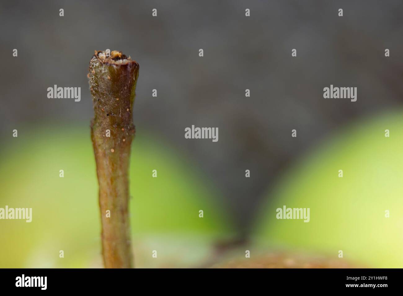 Nahaufnahme des Makros eines Krabbenapfelstiels mit braunen und grünen Farben mit Kopierraum Stockfoto