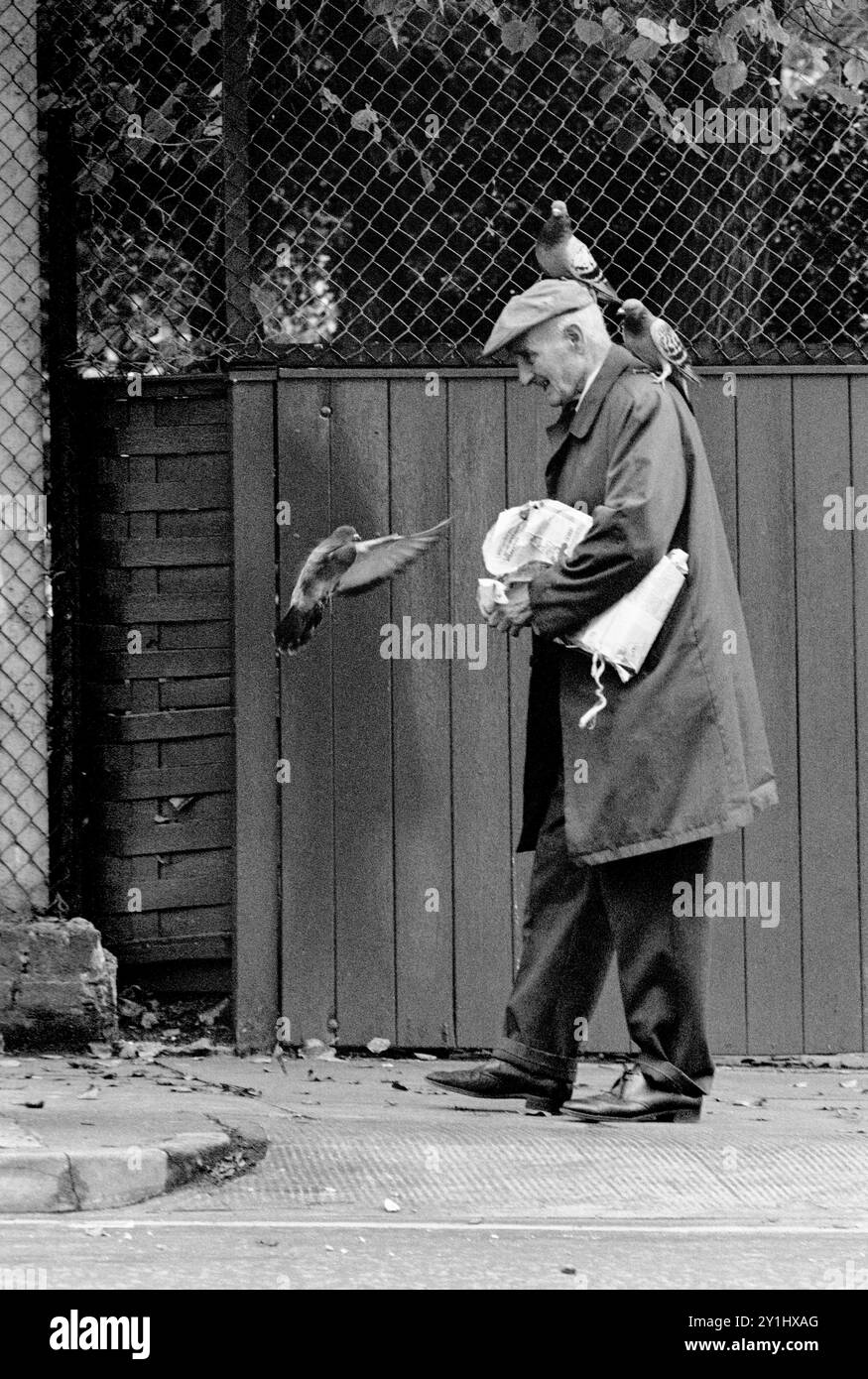 Fütterung von Tauben. Stockfoto Fütterung von Tauben. Stockfoto
