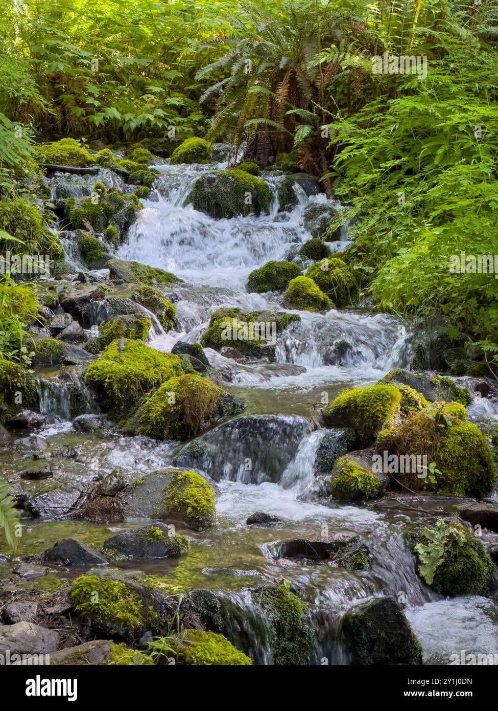 Wasser stürzt durch die Moss Covered Rocks of Clide Creek im Olympic National Park Stockfoto