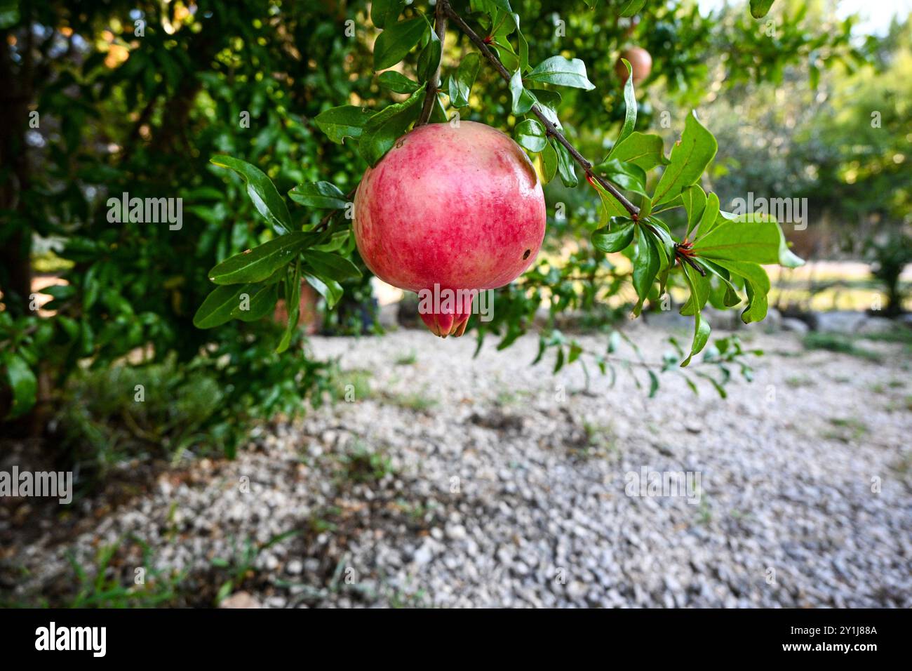 Ein einzelner reifer Granatapfel hängt am Zweig eines Baumes, der in einem Obstgarten wächst. Stockfoto