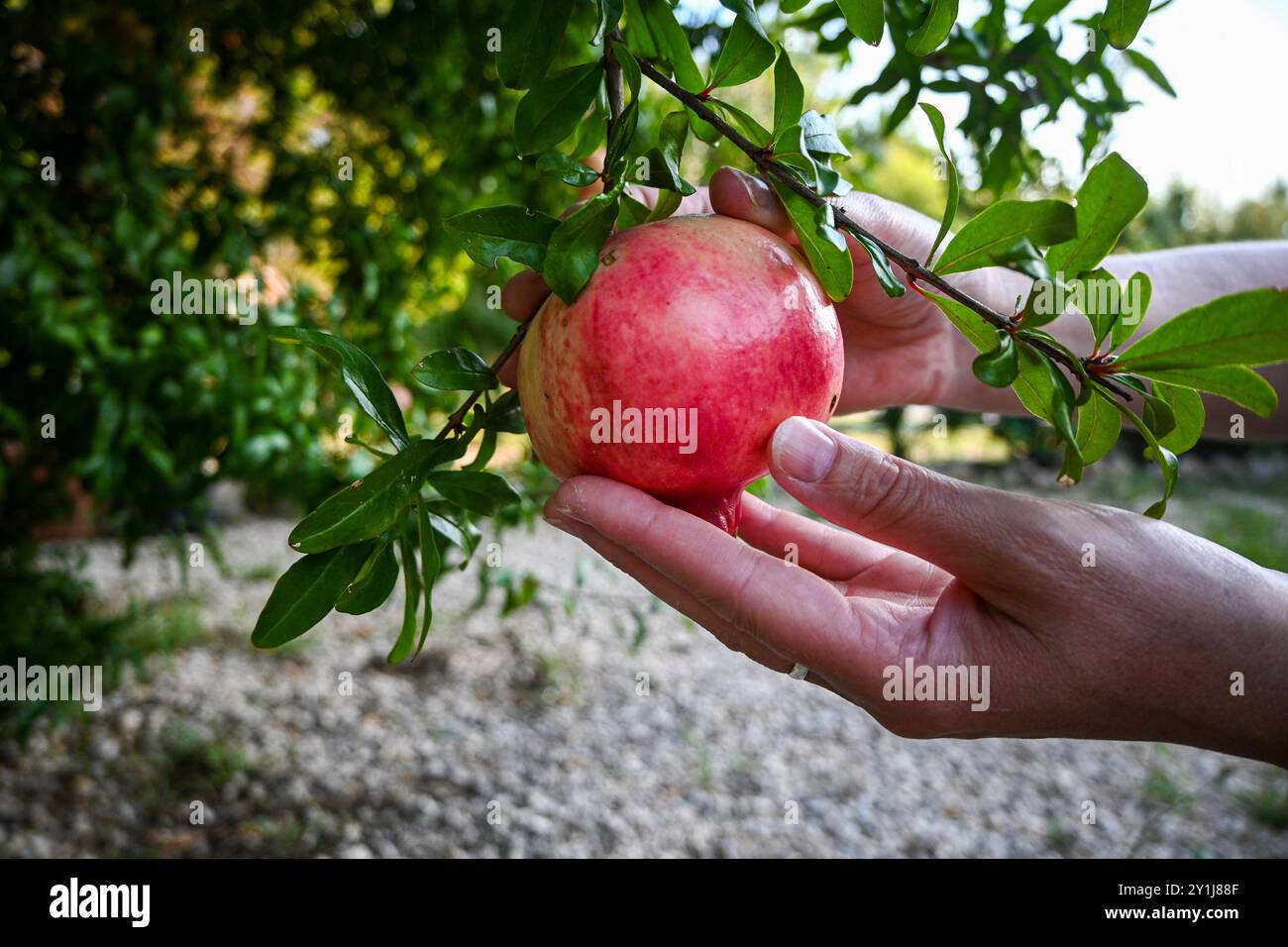 Der Bauer pflückt vorsichtig einen Reifen Granatapfel aus einem Zweig voller saftig grüner Blätter. Stockfoto