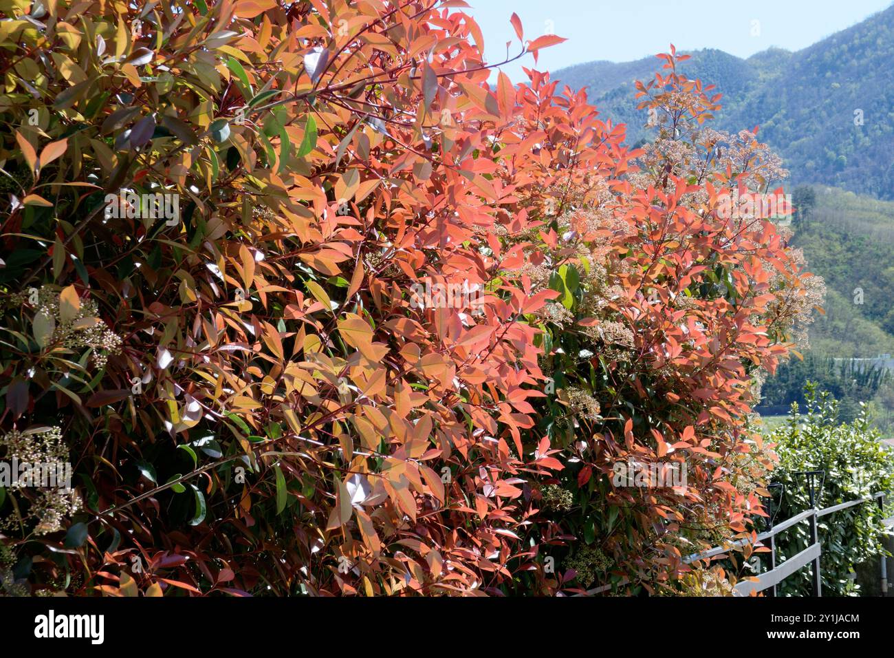 Photinia, bekannt als Rotkehlchen, ist ein blühender, immergrüner Staudenstrauch Stockfoto