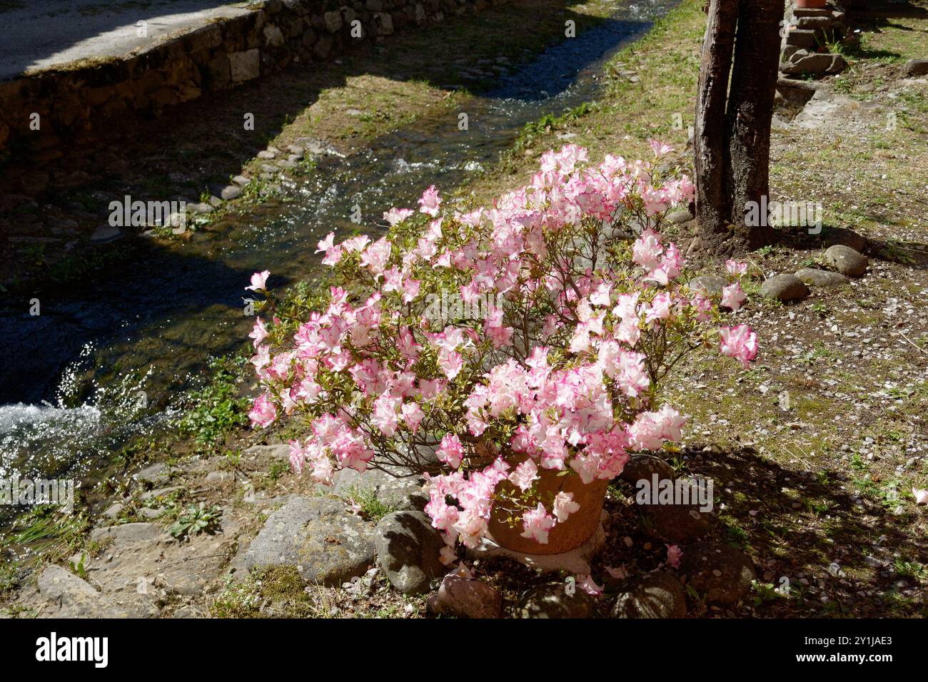 taxus media hillii oder baccata Taxus media Hillii main image 1