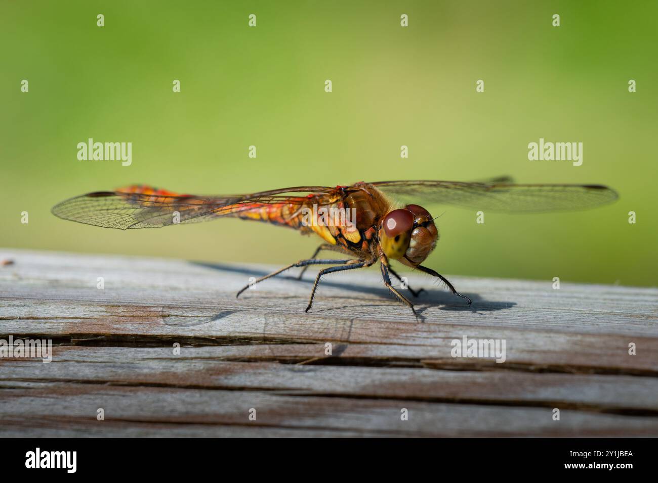 Common Darter Libelle, Cumbria, Großbritannien Stockfoto