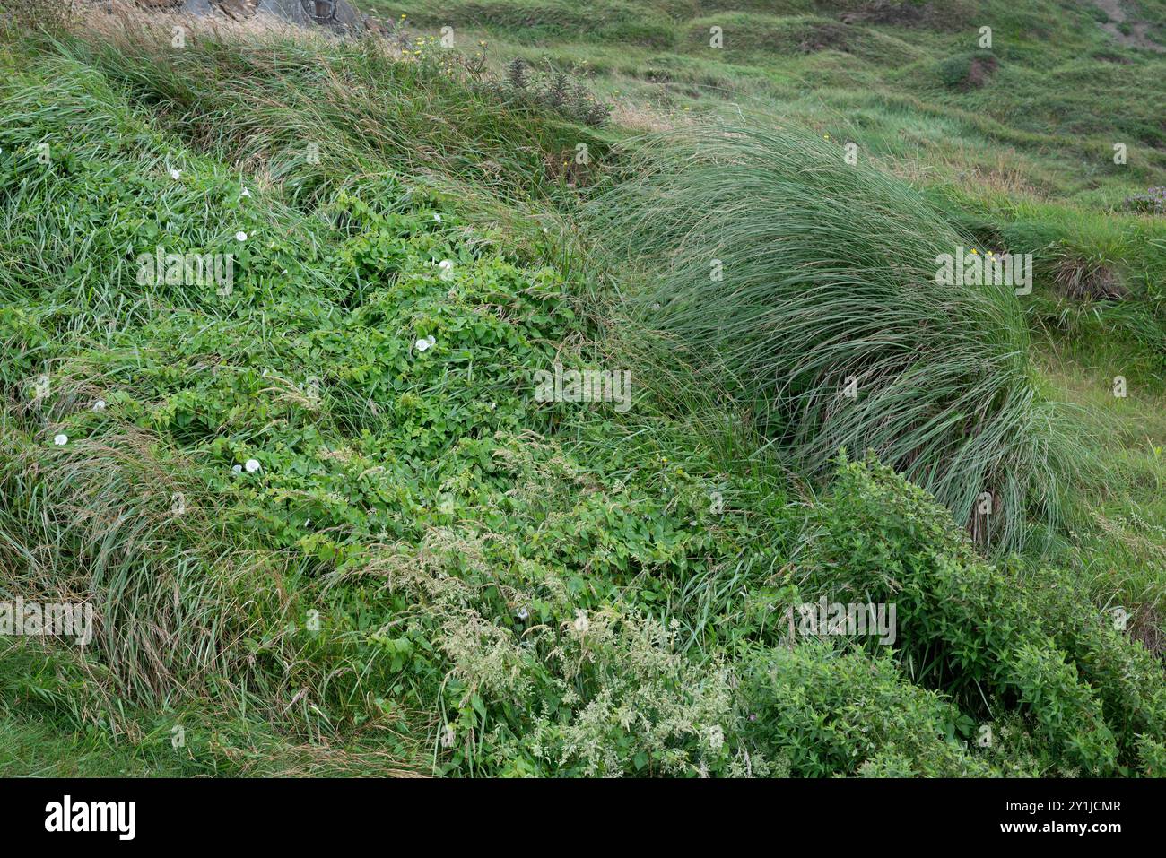 Ein Busch, der sich im starken Wind bewegt, befinden wir uns an einem bewölkten Sommertag in Bilbao (Spanien) in der Flyschformation. Stockfoto
