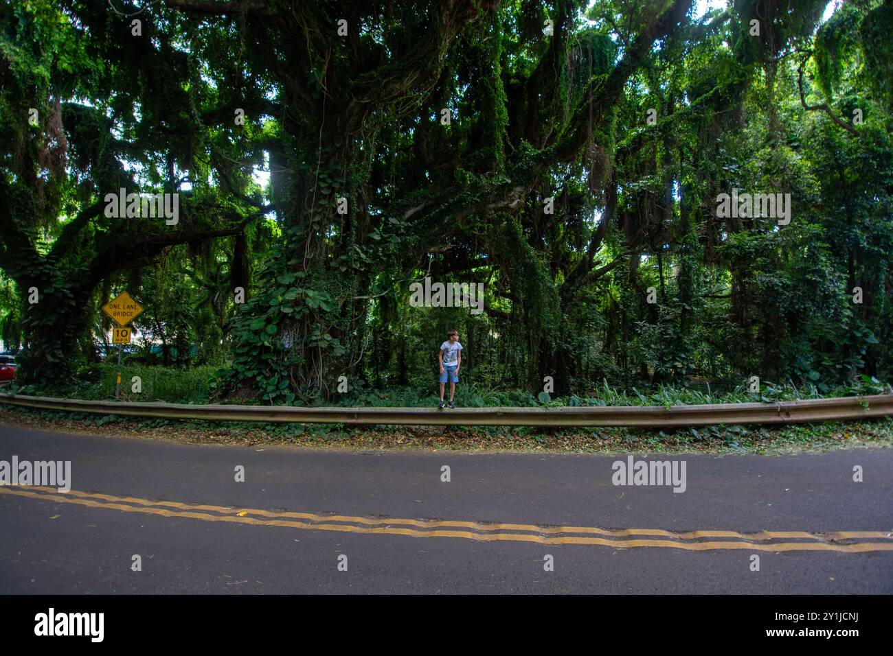 Bäume im Ko'olau Forest Reserve in Maui, Hawaii auf einem nassen und nebeligen Wetter. Stockfoto