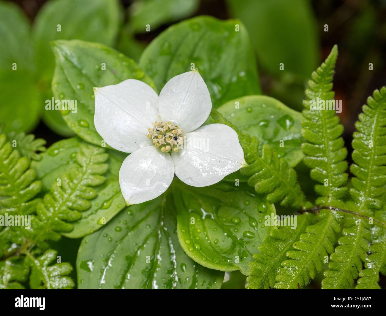 hedera helix 'white ripple' Hedera helix 'Yellow Ripple' — Κισσός (8.5 εκ, 10 εκ) main image 1