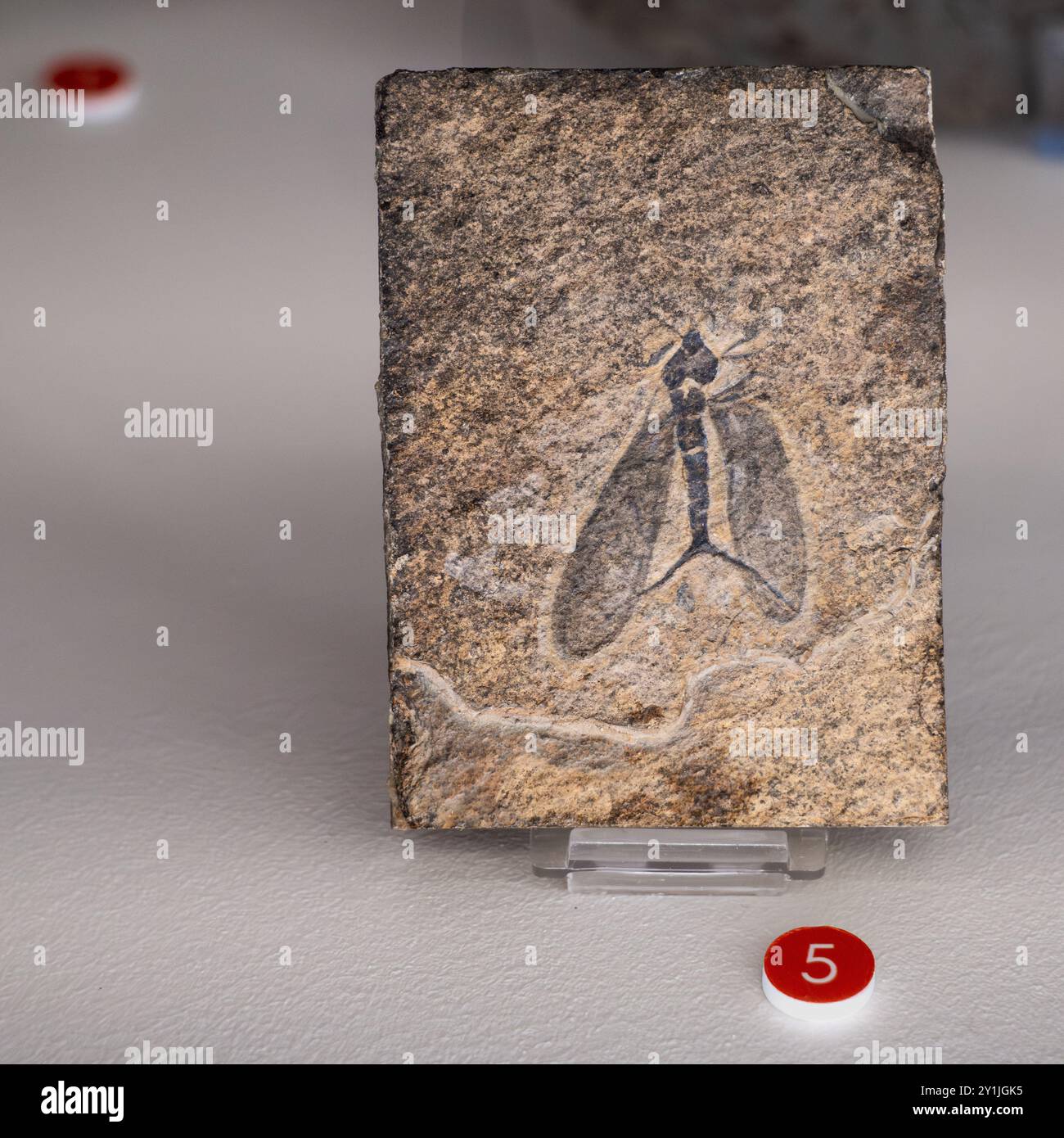 Fossilienabdruck von Germanoprisca Zimmerman, einem in Tschechien gefundenen Exemplar der Steinfliege Stockfoto