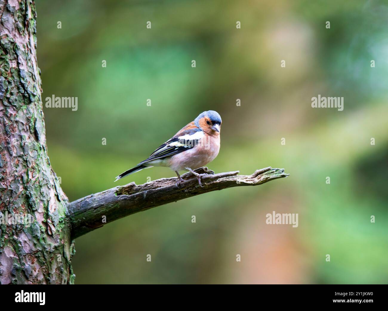 Kaffinch, Fringilla Coelebs, männlich, hoch auf einem Waldbaumzweig Stockfoto