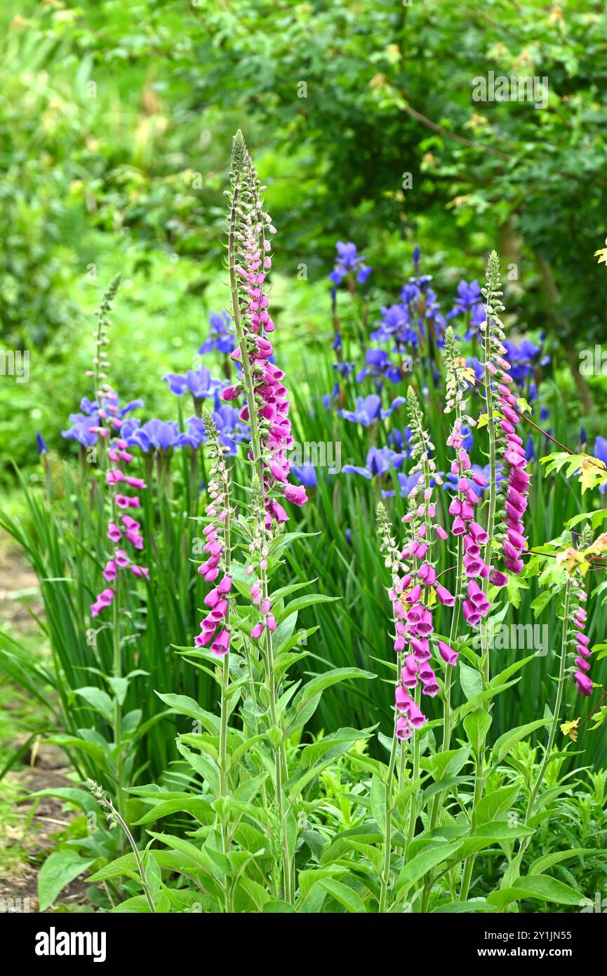 Frühlingsgartenszene mit lila Fuchshandschuhen und Blaulochläufern des Iris sibirica UK Garden May Stockfoto