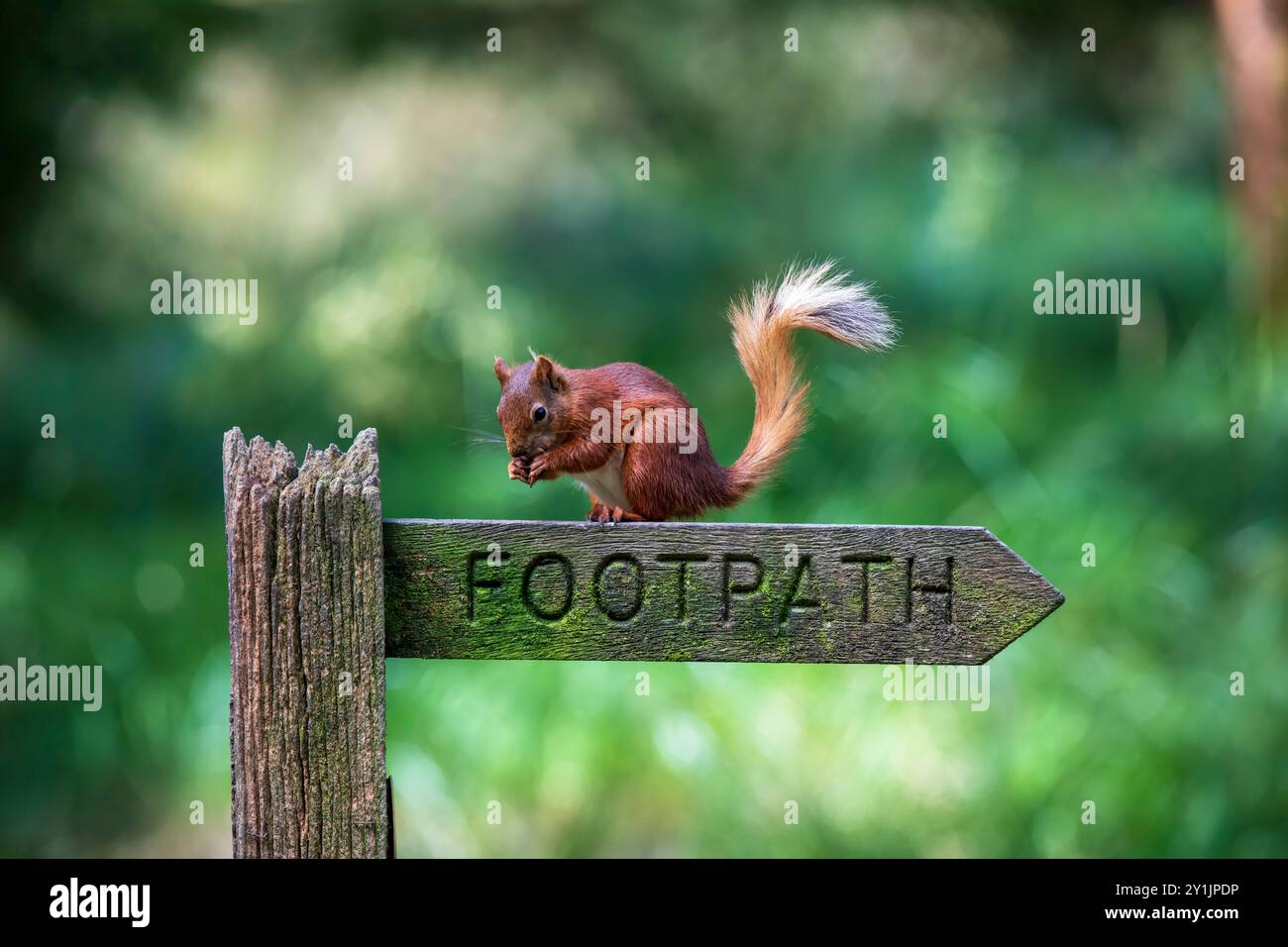 Rote Eichhörnchen sind eine rückläufige Bevölkerung in Großbritannien, aber die Bemühungen um die Erhaltung haben dazu beigetragen, die Zahlen zu stabilisieren. Stockfoto