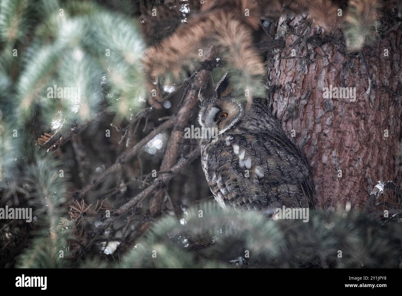 Erwachsene Langohr-Eule auf einem Tannenzweig Stockfoto