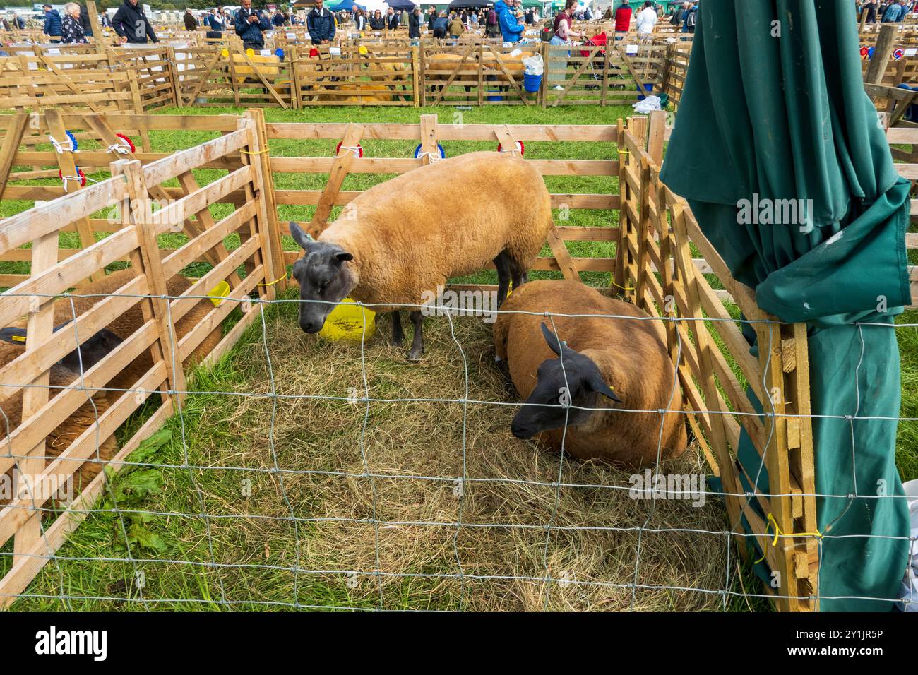 Reinrassige Schafe, die auf der Wensleydale Agricultural Show, Yorkshire Dales, 2024 gezeigt werden können Stockfoto