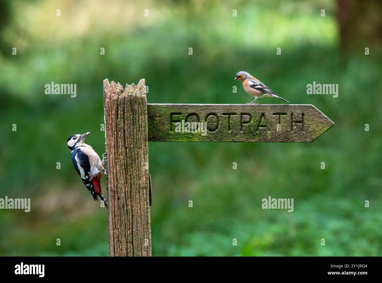 Männlicher Großspecht, Dendrocopos Major und eurasischer Buchfink, Fringilla coelebs, die auf einem Fußwegsschild im Wald in Yorkshire thronen Stockfoto