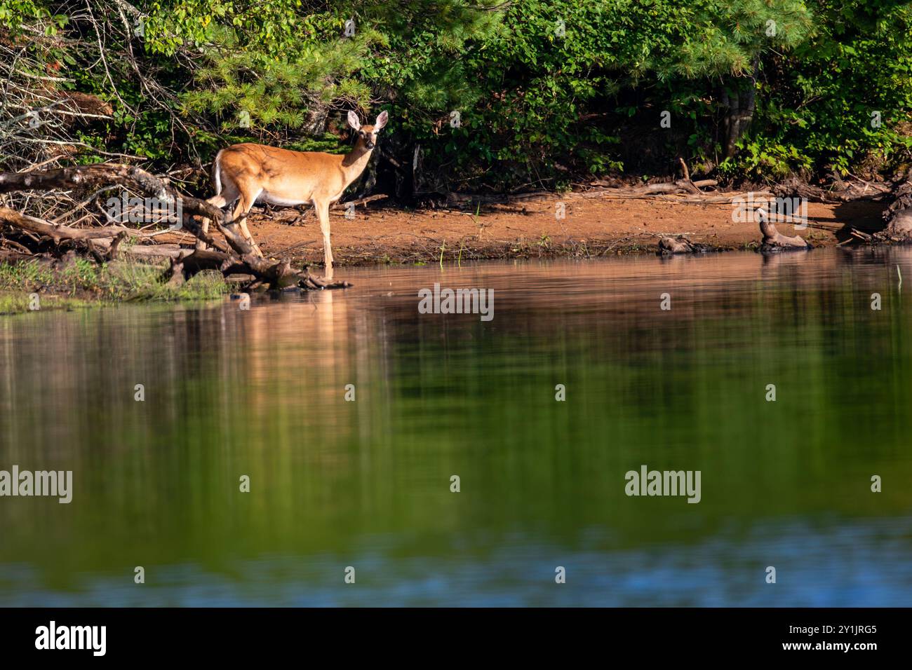 Seehirsche (Odocoileus virginianus) am Ufer des Lake Nokomis, Wisconsin, horizontal Stockfoto