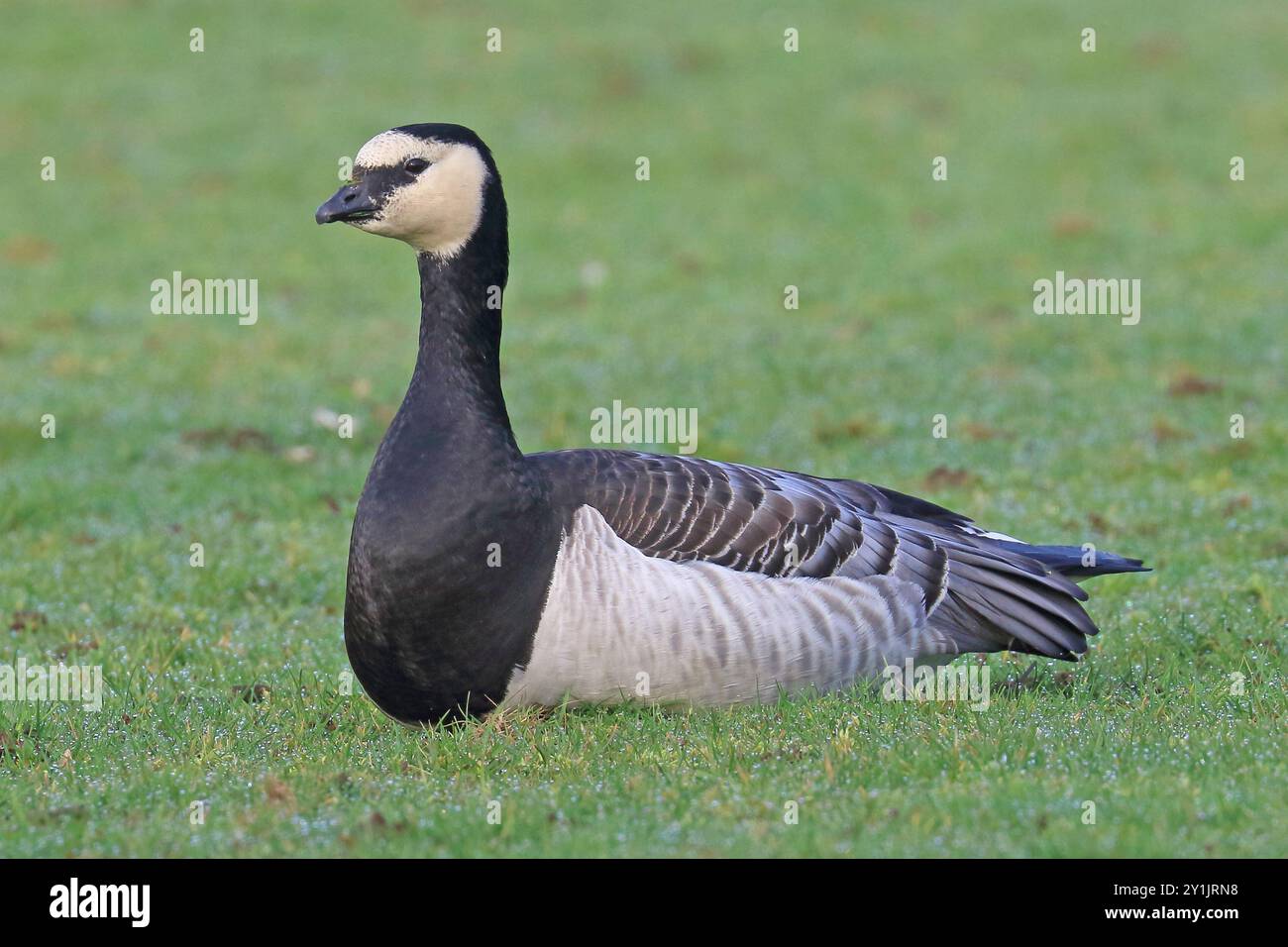 Barnacle Goose (Branta leucopsis) saß auf dem Gras. Stockfoto