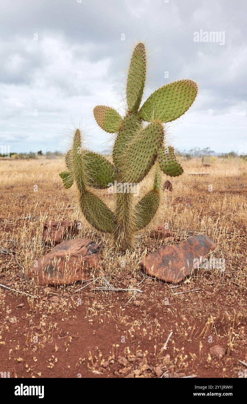 Foto von Opuntia echios, selektiver Fokus, Santa Cruz Island, Ecuador. Stockfoto