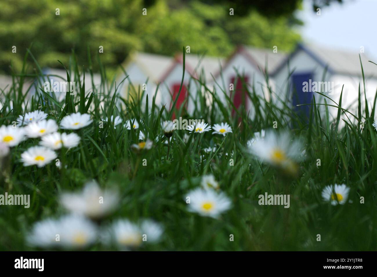 Strandhütten hinter Nahaufnahme von Gänseblümchen im Gras Stockfoto