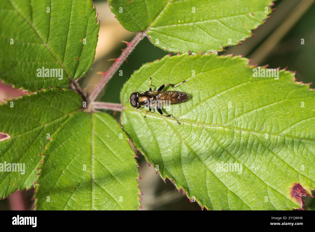 Hoverfly (Xylota segnis) auf einem Blatt in Chobham Common, Surrey Stockfoto