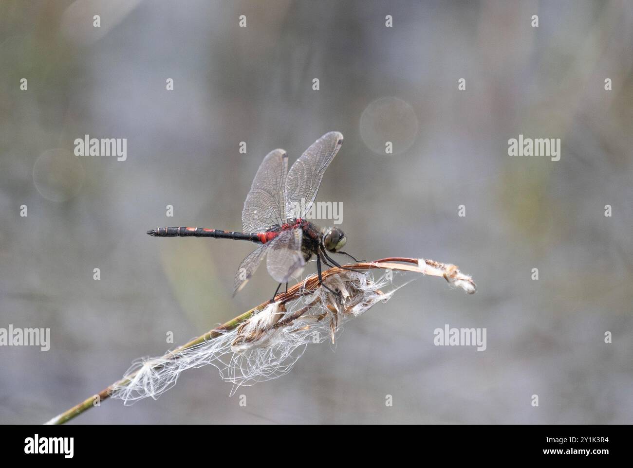 Weißgesichtiger Darter oder kleine Whiteface Libelle - Leucorrhinia dubia männlich Stockfoto