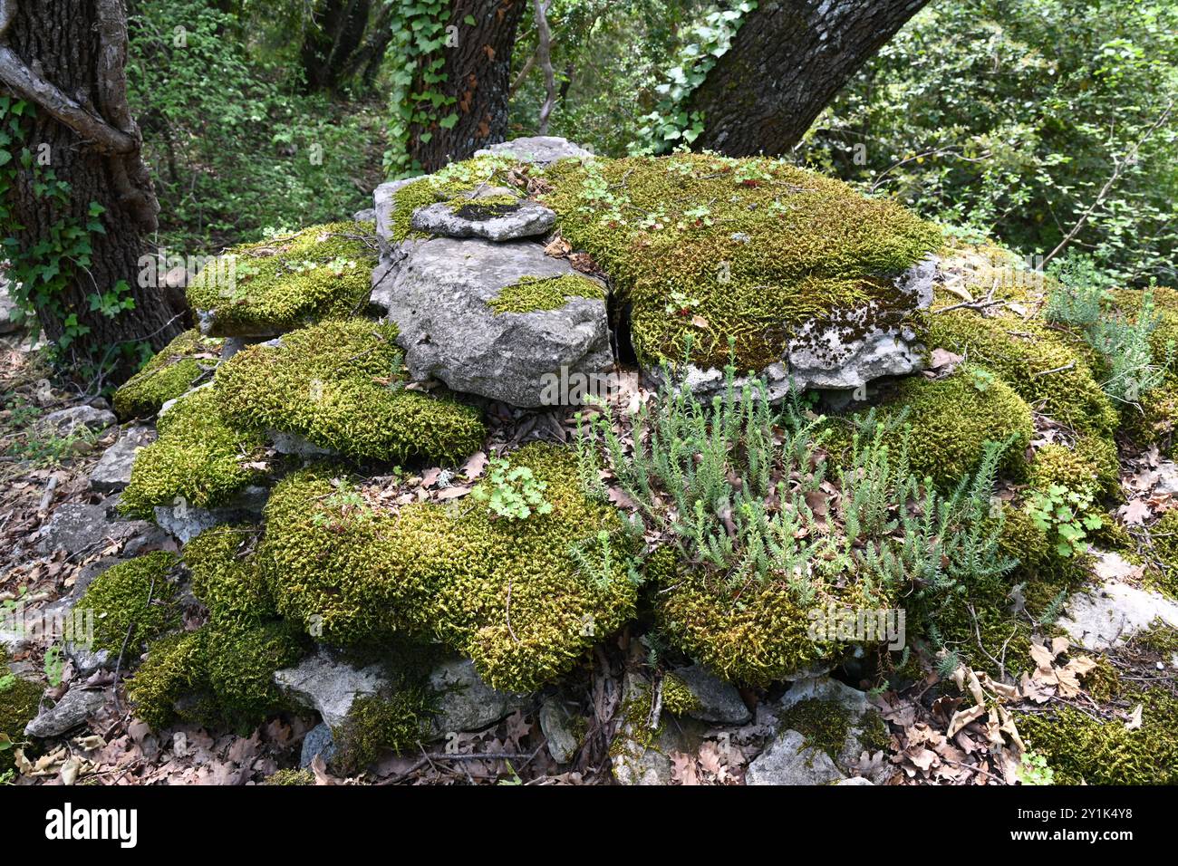 Sedum und Moos bedeckte Felsen oder Felsen auf dem Dach von Borie oder Steinhütte im Wald in der Nähe von Bonnieux Luberon Provence Frankreich Stockfoto