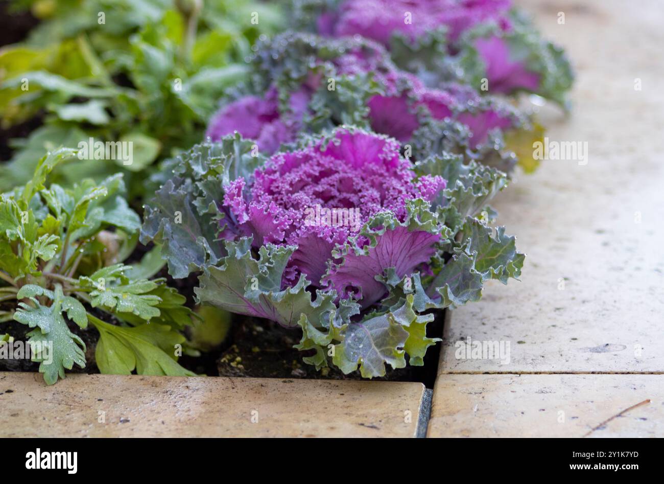 Violette und grüne mehrjährige Gartenpflanze Stockfoto