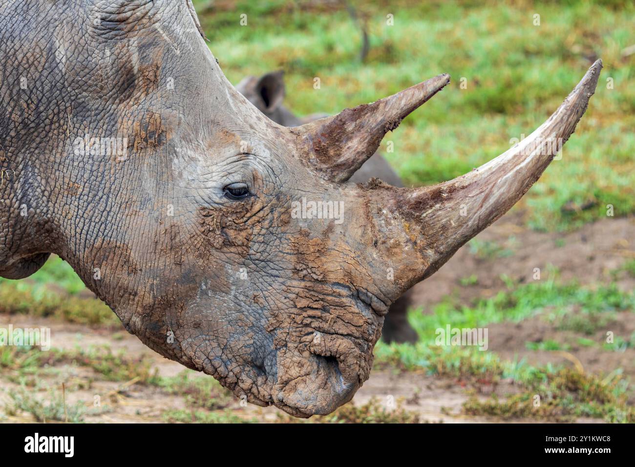 Nashorn Stockfoto