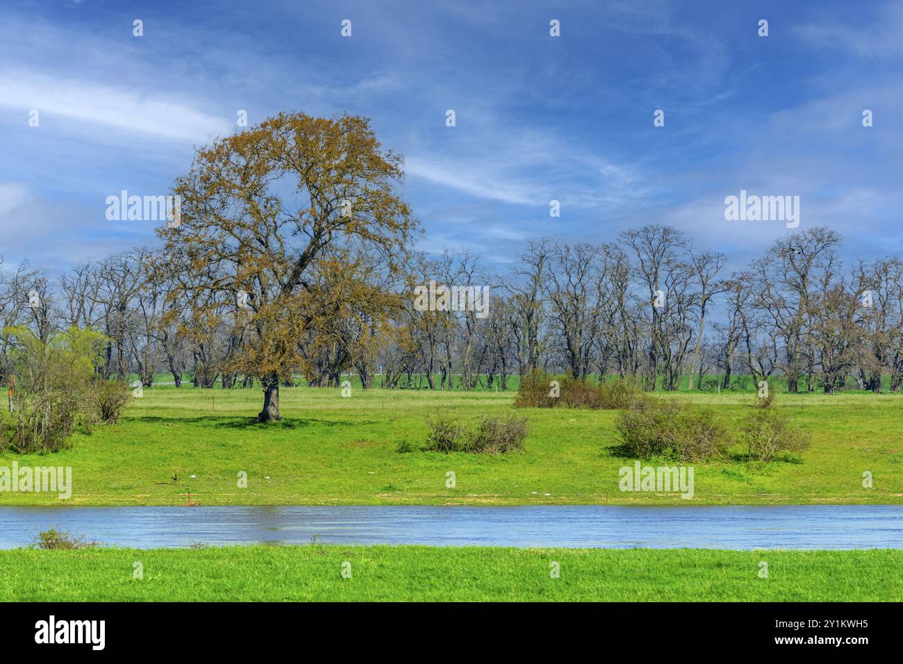 Elbwiesen Stockfoto