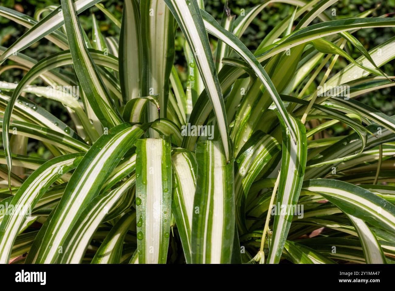 Chlorophytum comosum Spinnengras vielseitige Nahaufnahme. Selektiver Fokus. Stockfoto