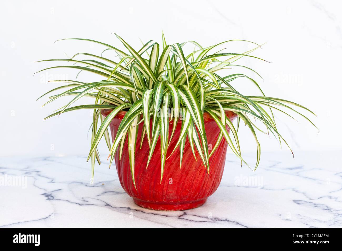 Chlorophytum comosum Spinnengras im roten Topf auf weißem isoliertem Hintergrund Stockfoto