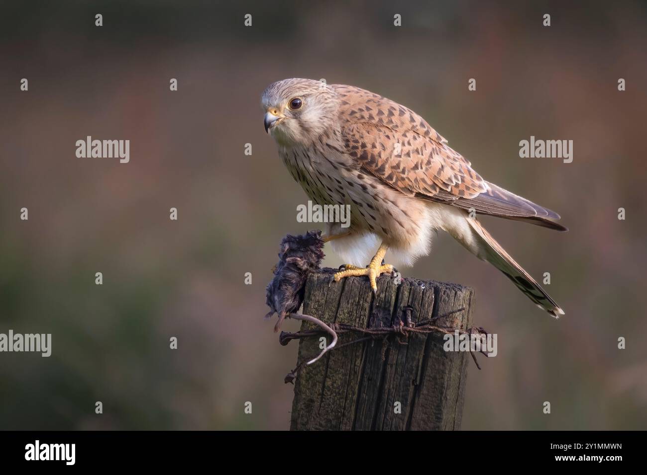 Eine Nahaufnahme eines Turmfalken auf einem Holzpfosten mit einem kleinen Nagetier, das er gefangen hat. Der natürliche unscharfe Hintergrund eignet sich ideal zum Kopieren von Text Stockfoto