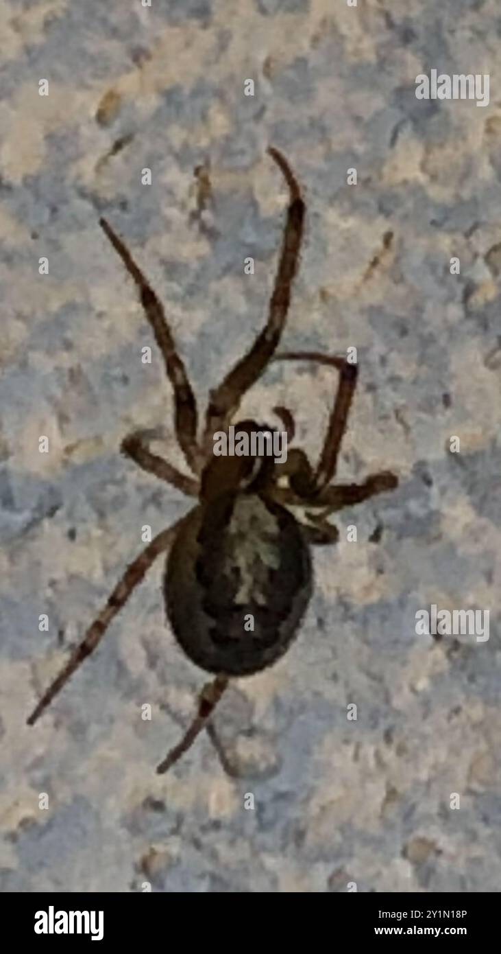 Silberseitige Sektorspinne (Zygiella x-notata) Arachnida Stockfoto