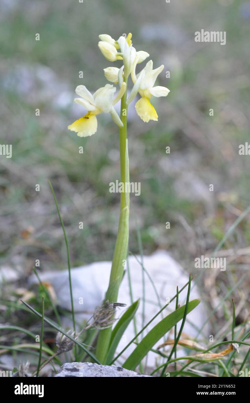 Dünn blühende Orchideen (Orchis pauciflora) Plantae Stockfoto