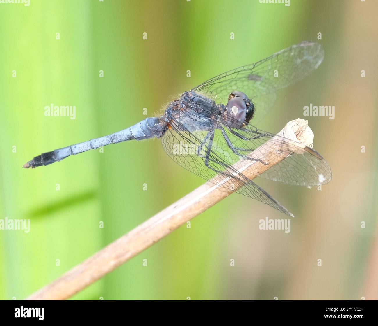 Little Blue Dragonlet (Erythrodiplax minuscula) Insecta Stockfoto